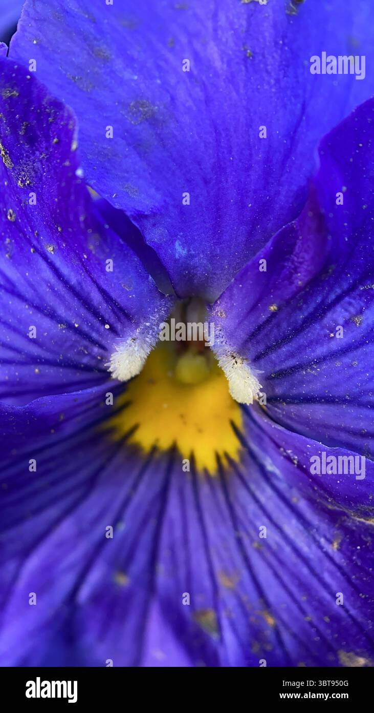 A close up of purple and yellow pansy flower. Purple flower macro photography - Smartphone Captured Stock Image