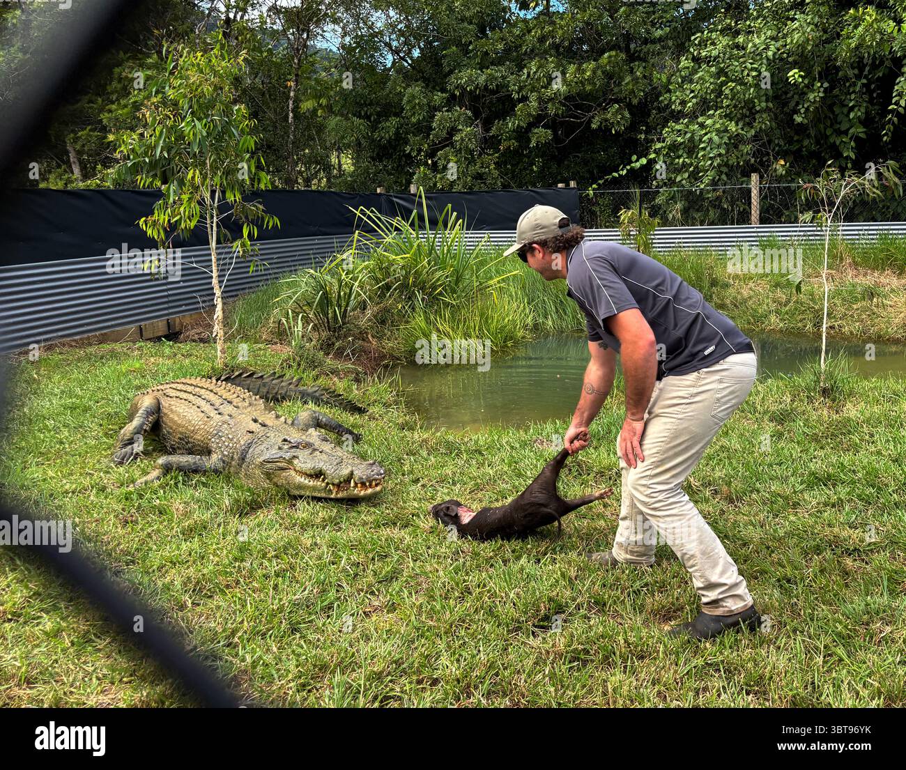 Kennedy the iconic crocodile being fed by keeper Jessie Crompton, at his new home in East Russell, near Babinda, Queensland, Australia. No MR - Smartphone Captured Stock Image