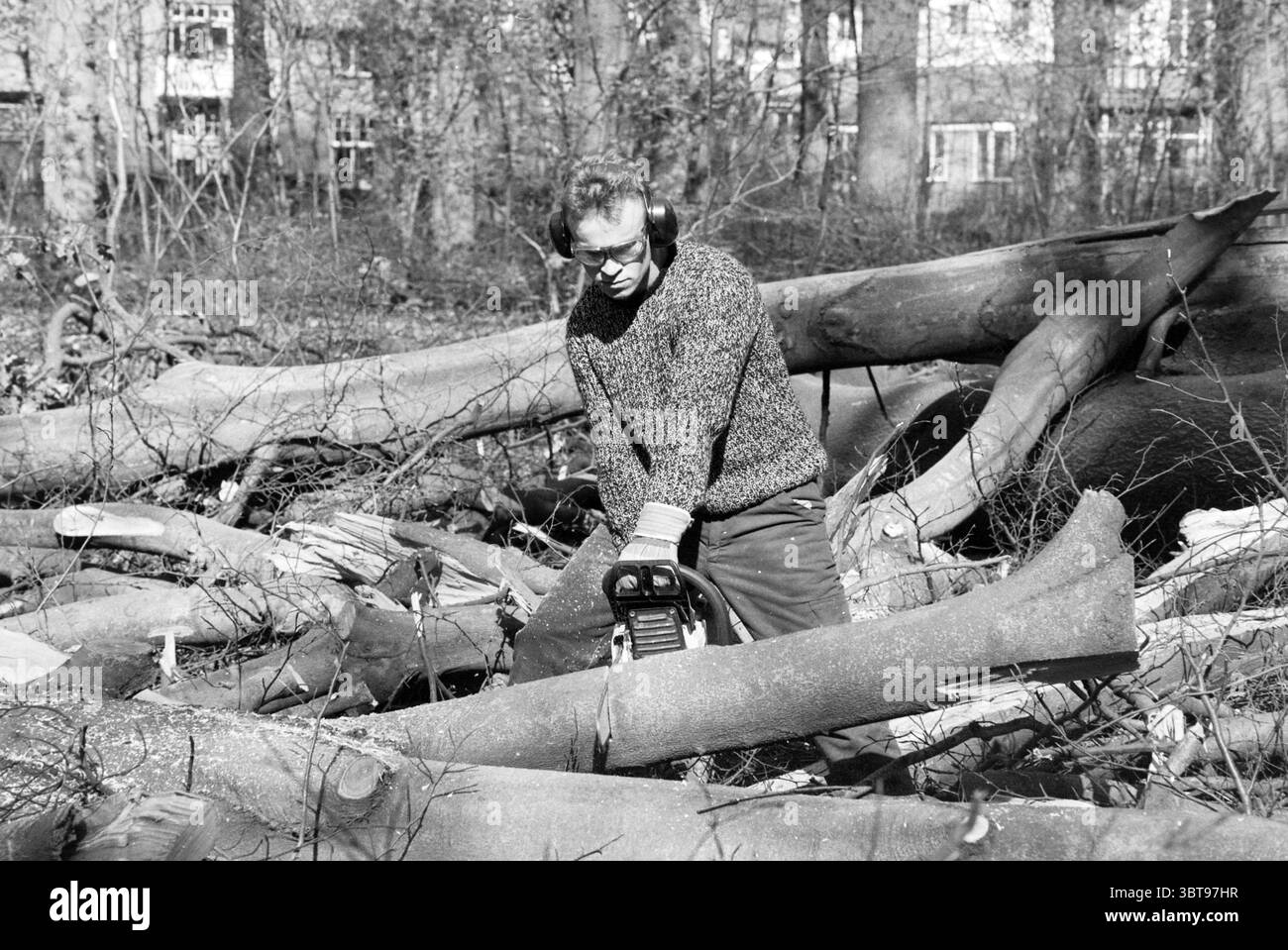 Clearing trees in Haarlemmerhout, Whizgle News, Dutch Desk, The Netherlands, 1950 - 2000 on 08-04-1991. These are the topics in the image. In a woodland setting, a person stands among a chaotic arrangement of felled trees and branches, indicative of recent clearing activities. The ground is littered with logs, some resting at odd angles while others are stacked haphazardly. The individual is dressed in a thick, textured sweater, reflecting a practical and rugged appearance. Protective ear muffs hug their head, emphasizing a focus on safety in this noisy environment. They grasp a chainsaw, pois Stock Photo