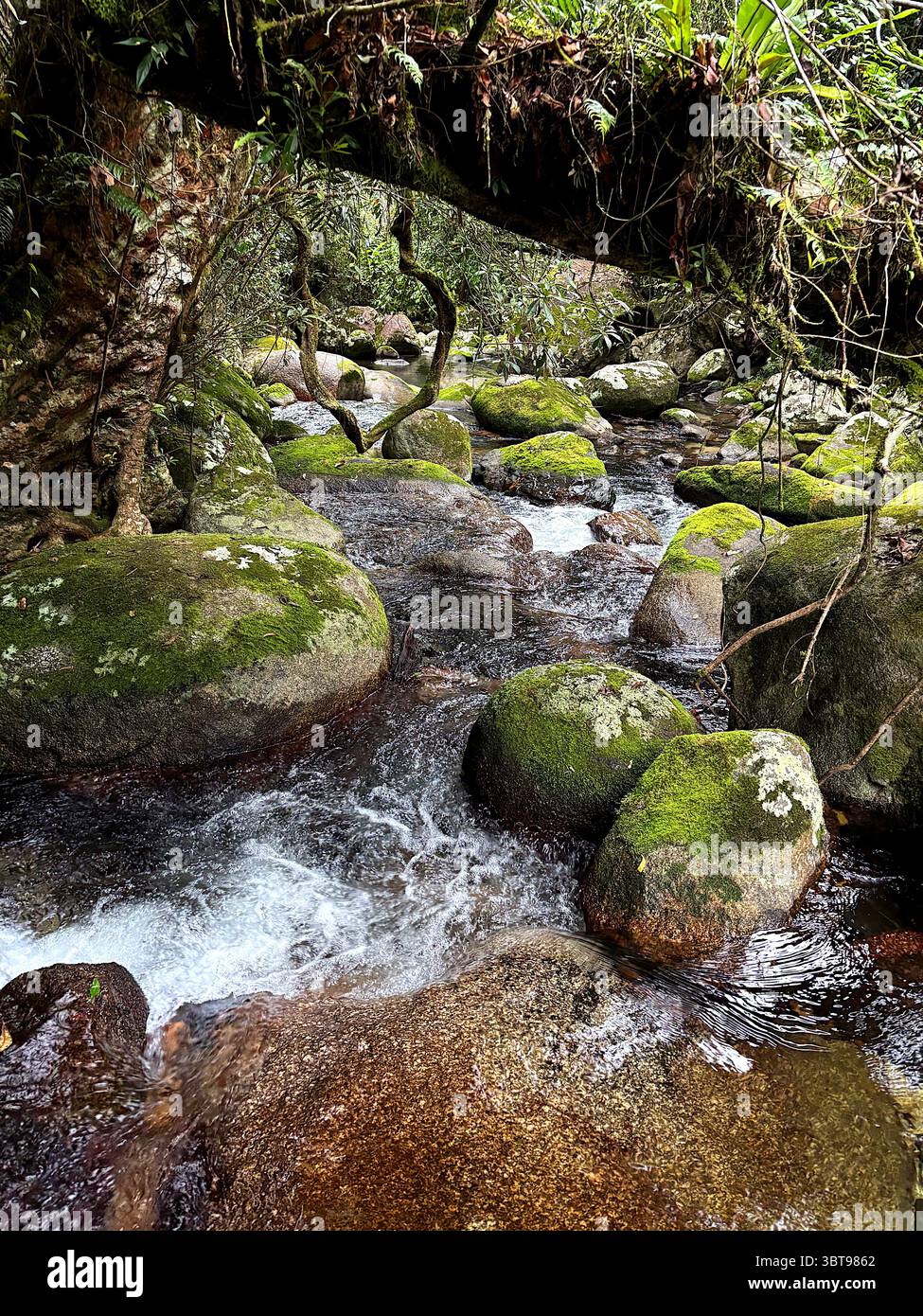 Clear creek flowing over mossy boulders through rainforest, Bartle Frere, Wet Tropics, Queensland, Australia - Smartphone Captured Stock Image