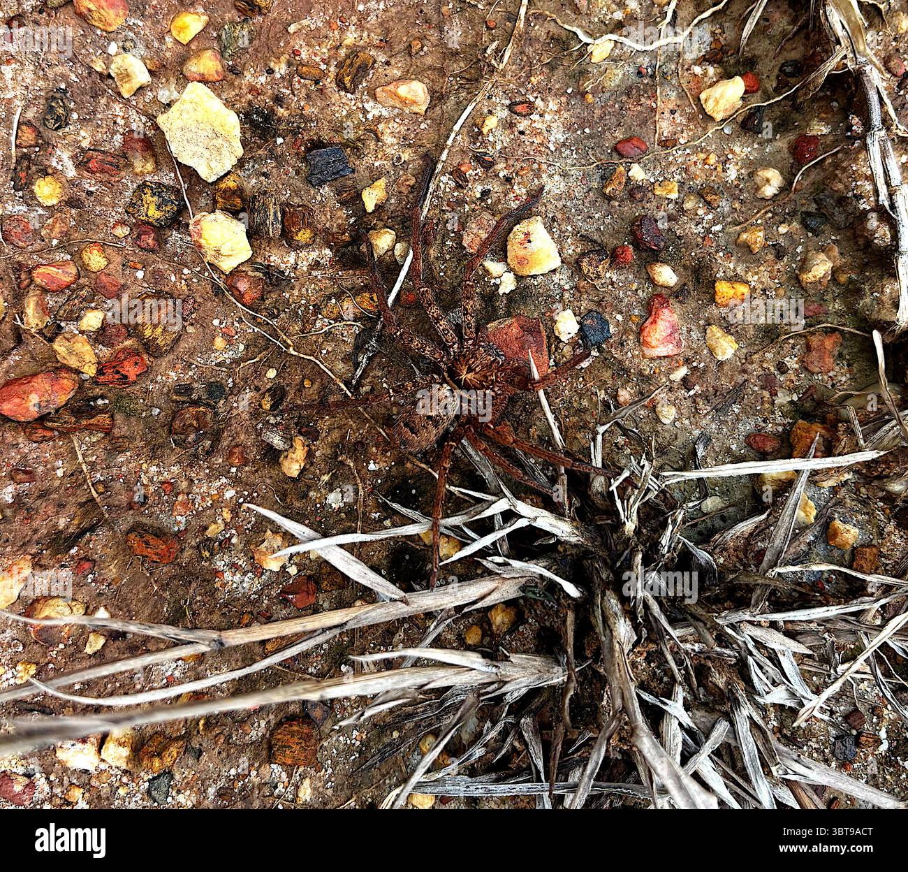 Huntsman spider (Heteropoda jugulans?), Woopen Creek, far north Queensland, Australia - Smartphone Captured Stock Image