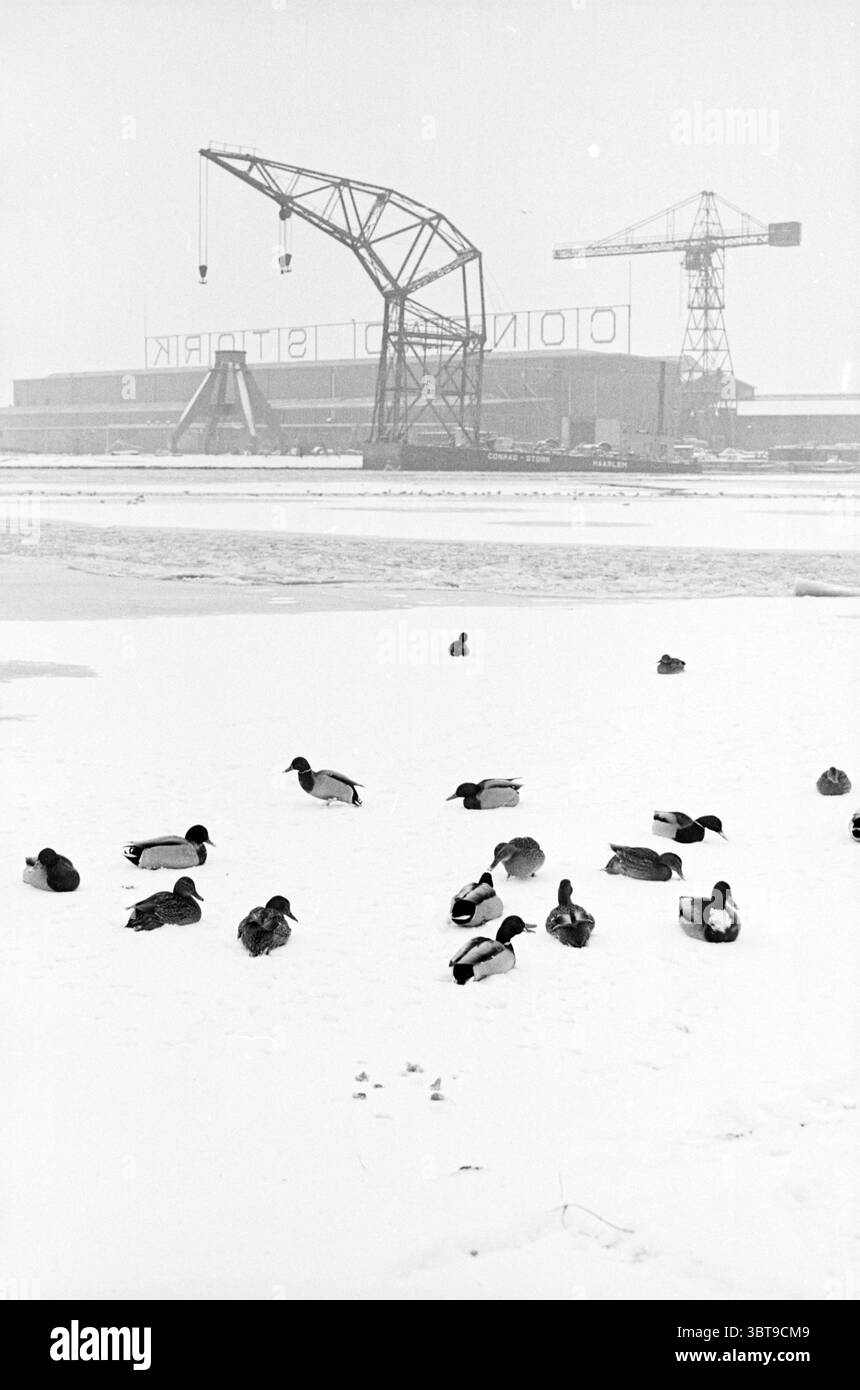 Group of resting cranes Black and White Stock Photos & Images - Alamy