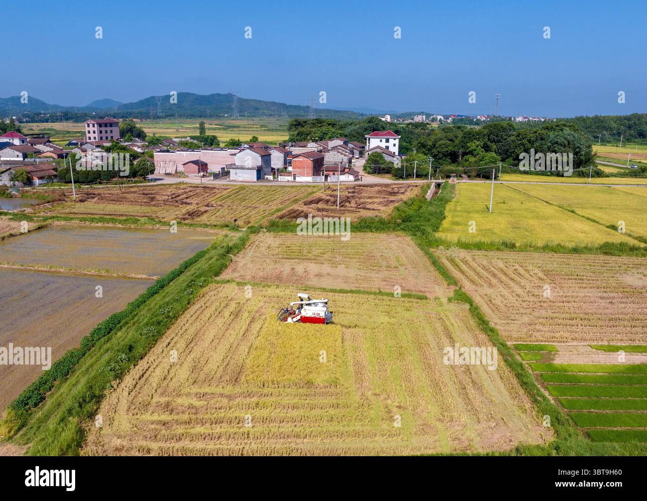 Aerial photo shows farmers harvesting rice in the field in Fuzhou City ...