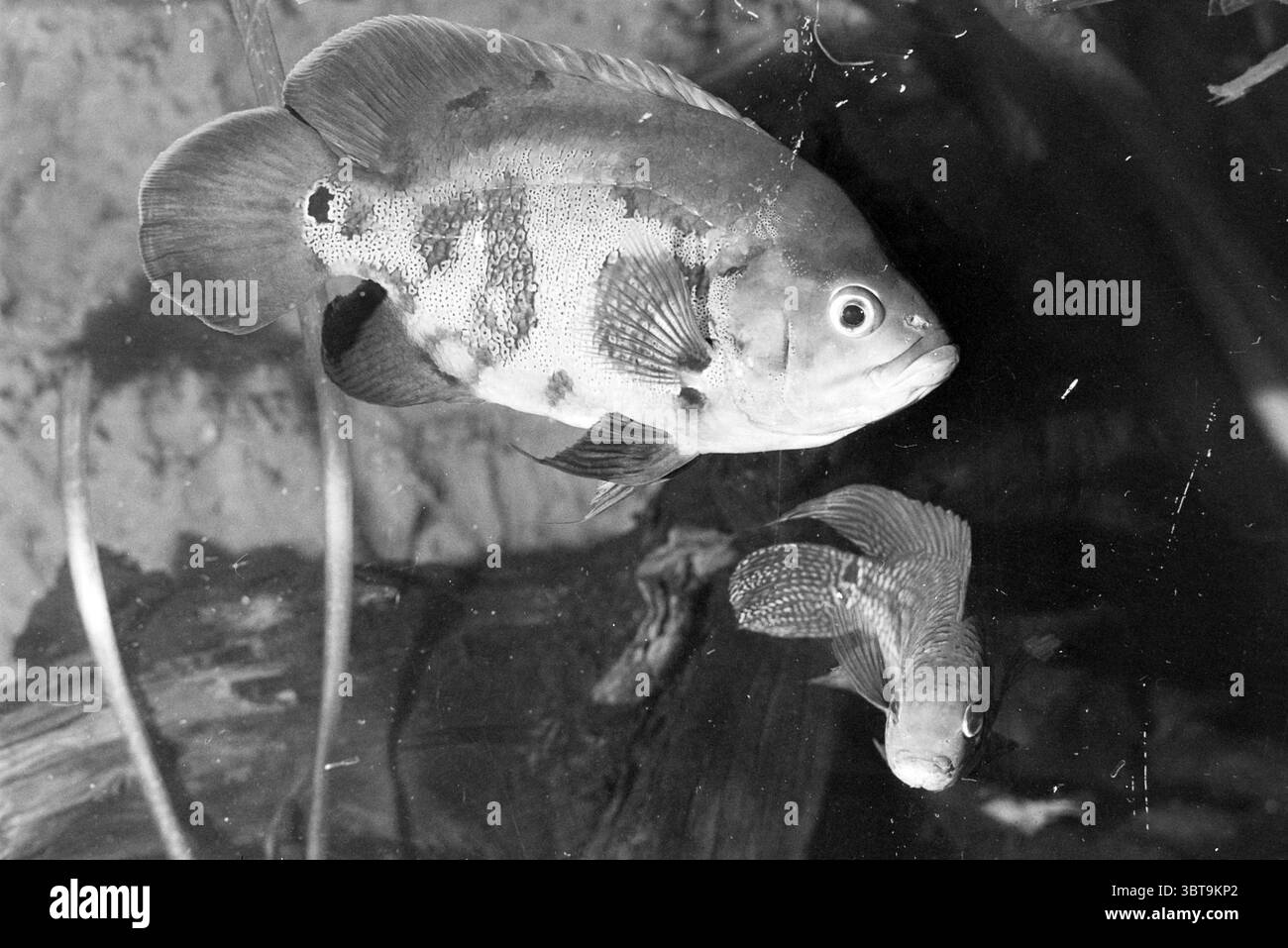 Distinctive pattern of dark spots hi-res stock photography and images ...