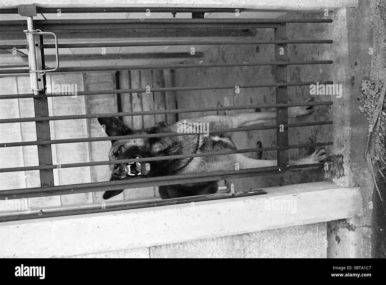 Busy in kennel Busy, Whizgle News, Dutch Desk, The Netherlands, 1950 ...