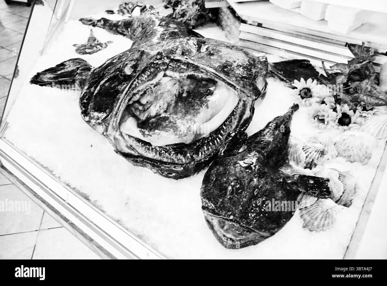 Monkfish IJm. IJmuiden The Netherlands, Whizgle News, Dutch Desk, The ...