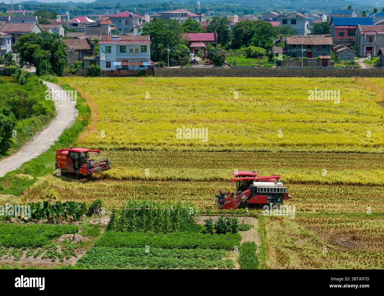 Aerial photo shows farmers harvesting rice in the field in Fuzhou City ...
