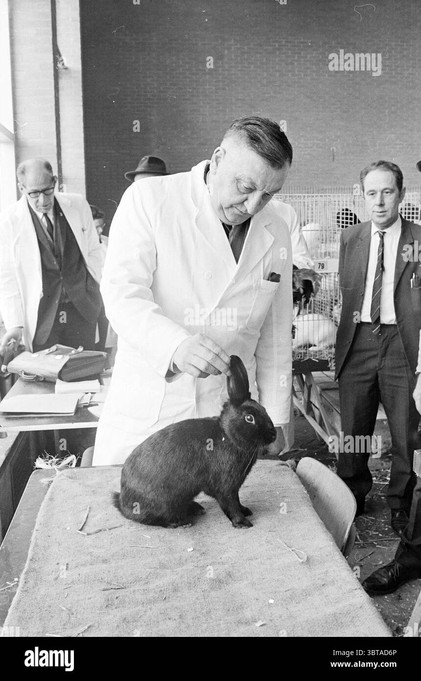 Animal inspection Heemstede Animals, Whizgle News, Dutch Desk, The ...