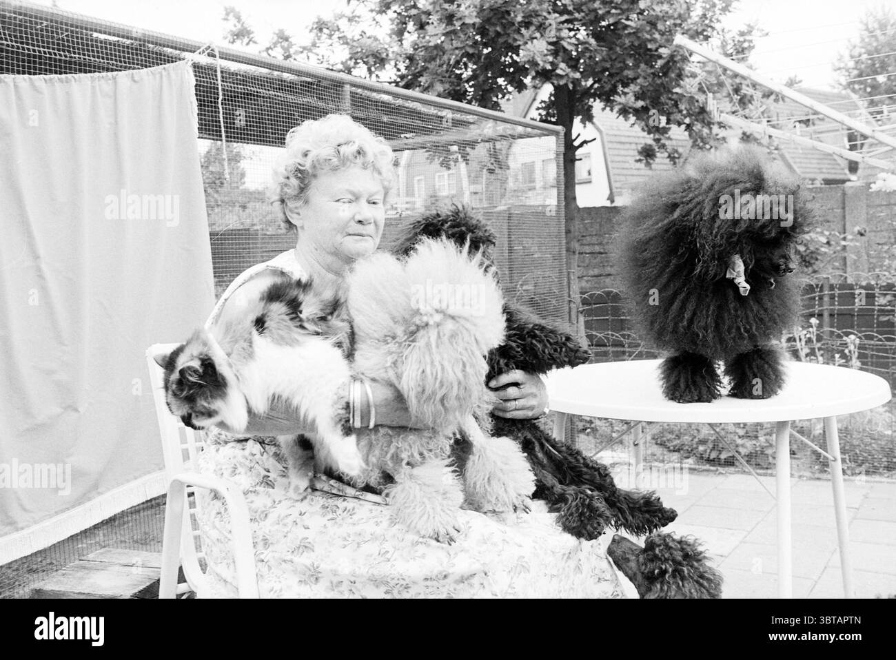 Poodles 1950 hi-res stock photography and images - Alamy