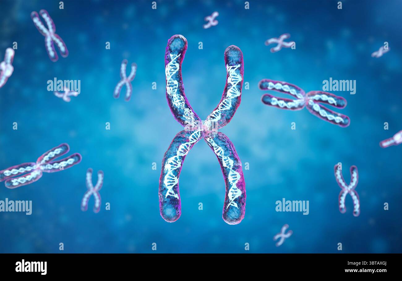 3d rendering transparent chromosome x contain dna strand inside Stock Photo