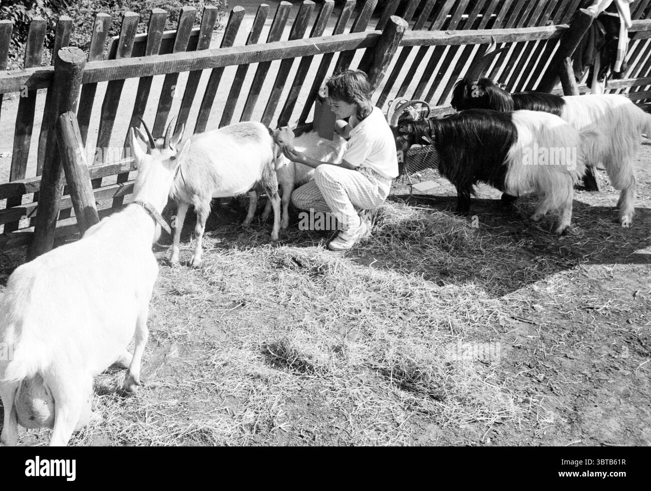 Young goat stands beside white hi-res stock photography and images - Alamy