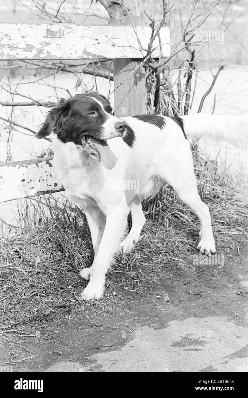 Distinctive black patches Black and White Stock Photos & Images - Alamy