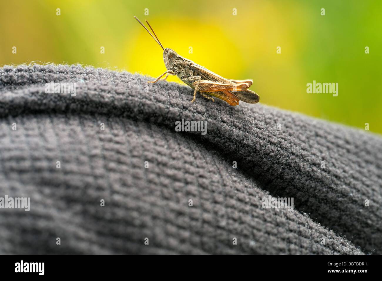 Common field grasshopper (Chorthippus brunneus) at rest having landed on some clothing, North Norfolk, UK Stock Photo