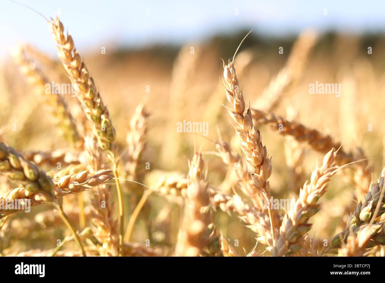 Close up agriculture concept hi res stock photography and images Alamy
