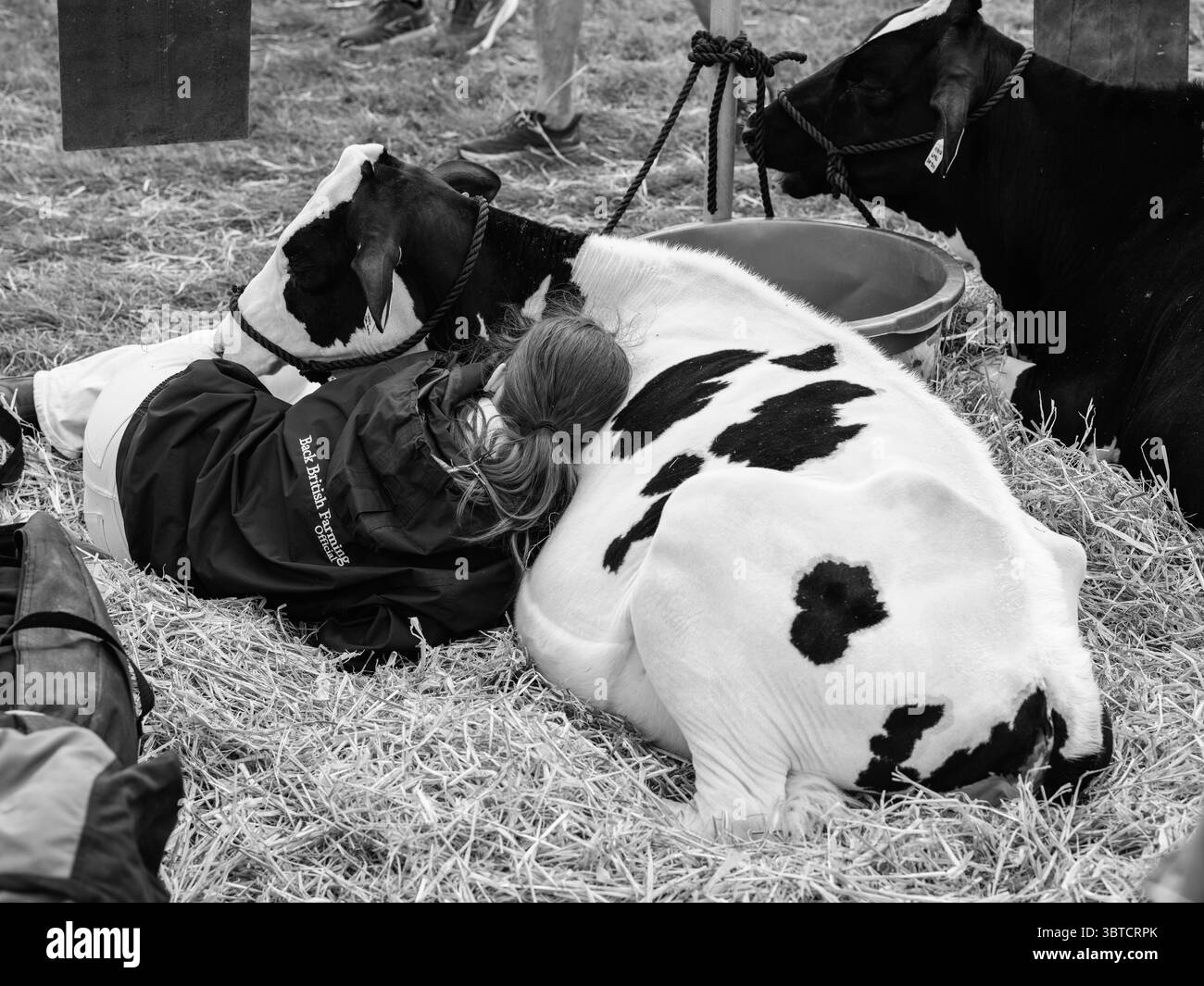 Stithians Show Cornwall July 2025 Stock Photo - Alamy