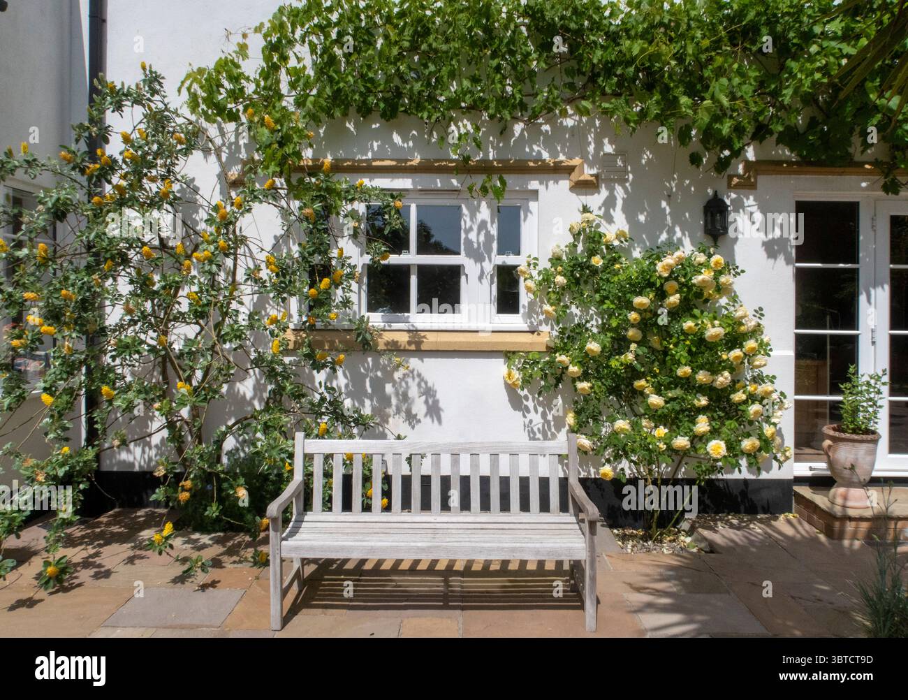 Yellow rose in the garden hi-res stock photography and images