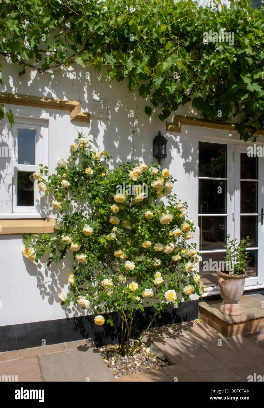 Soft yellow climbing rose hi-res stock photography and images - Alamy