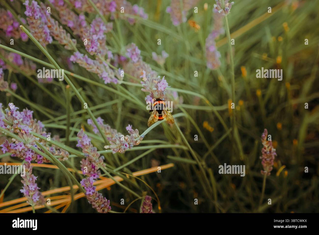 Bumblebee on lavender in soft evening light. Stock Photo