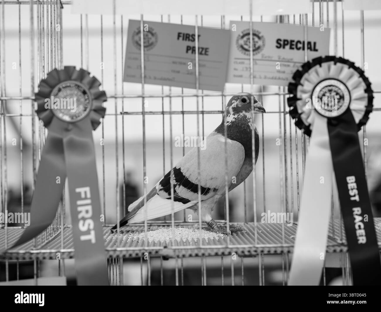 Stithians Show Cornwall July 2025 Stock Photo - Alamy
