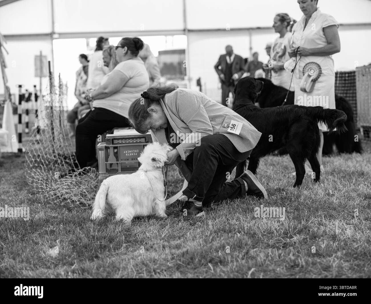 Stithians Show Cornwall July 2025 Stock Photo - Alamy