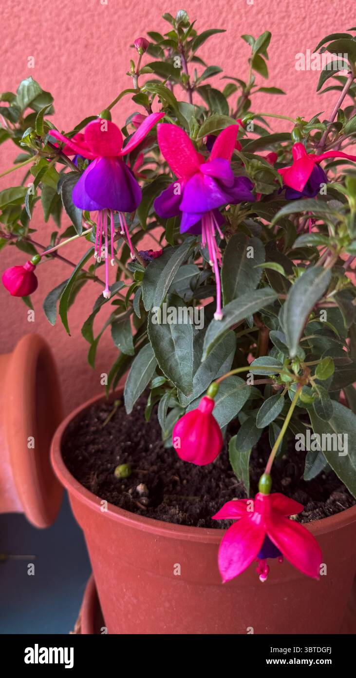 Potted fuchsia hi-res stock photography and images - Alamy