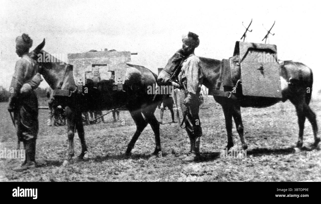Mesopotamia mules transporting artillery . 1914 - 1918 Stock Photo - Alamy