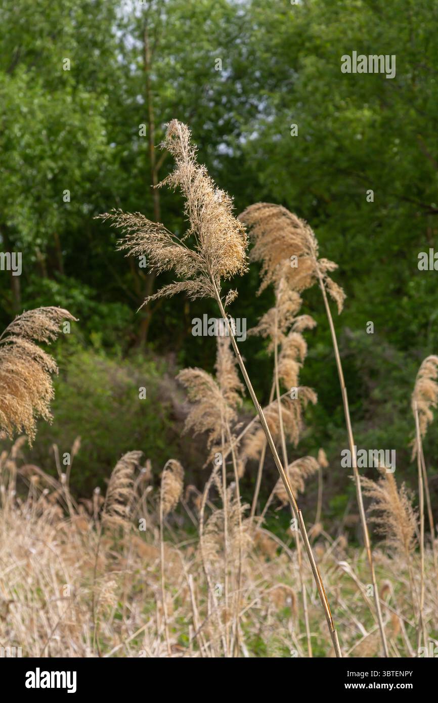 Tall common reed plants with dense golden plumes sway breeze against a ...
