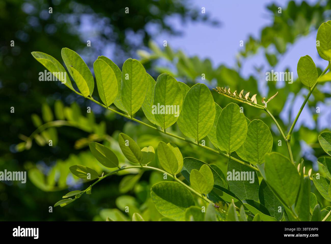 Onset Tree Lush green foliage of Black Locust trees is highlighted against a clear ...