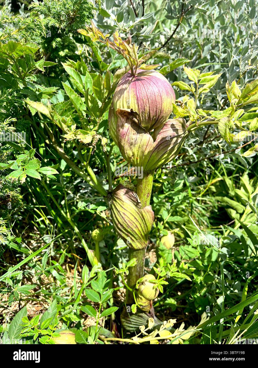 Angelica sylvestris wild angelica, woodland angelica, Vitosha Mountain Bistrishko Branishte Biosphere Reserve near Sofia Bulgaria, Southeastern Europe - Smartphone Captured Stock Image