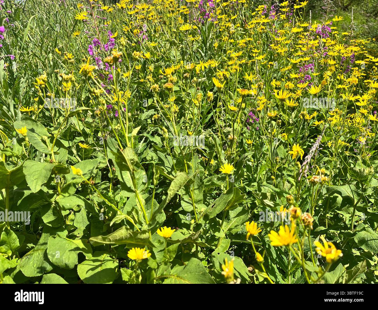 Wildflowers in Vitosha Mountain Bistrishko Branishte Biosphere Reserve near Sofia Bulgaria, Southeastern Europe, Balkans - Smartphone Captured Stock Image