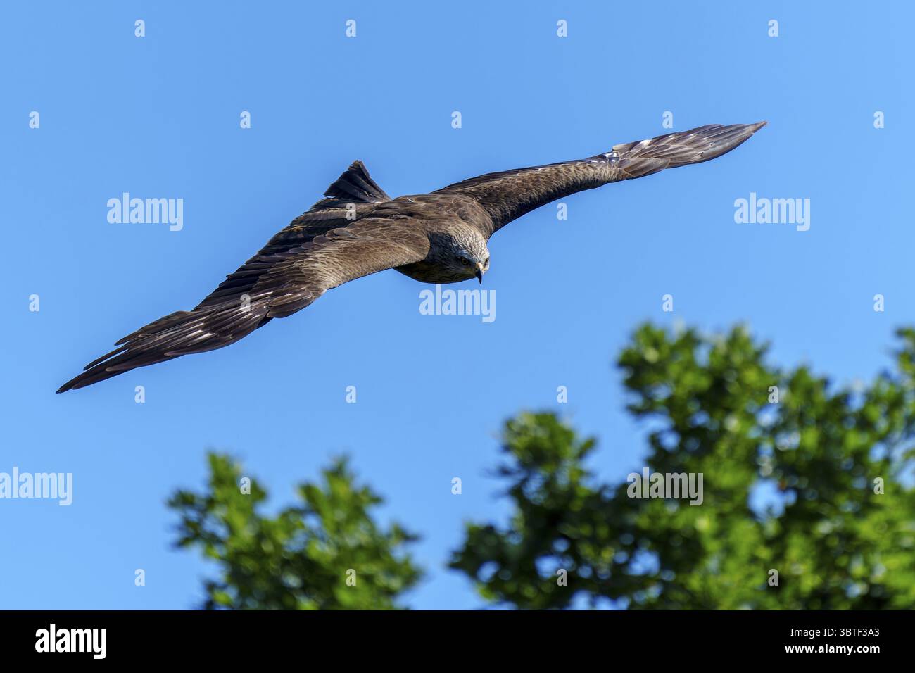 Bird in flight over green forest and open blue sky, Black Kite, (Milvus migrans), wildlife, Germany Stock Photo