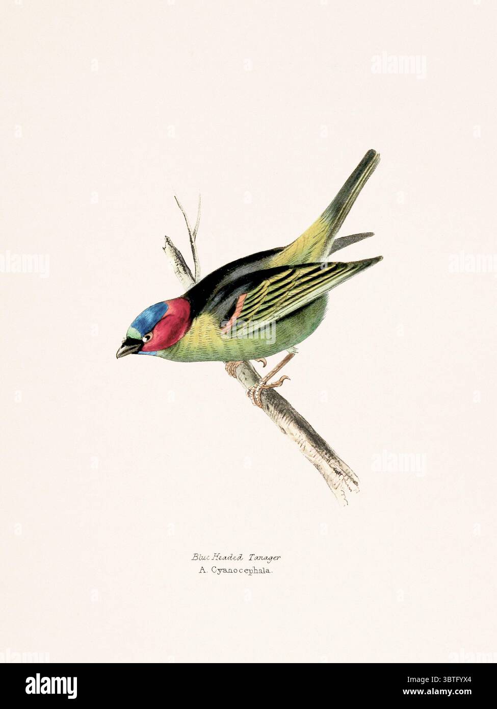 Bird illustration published in London, 1841. Detailed depiction of ...