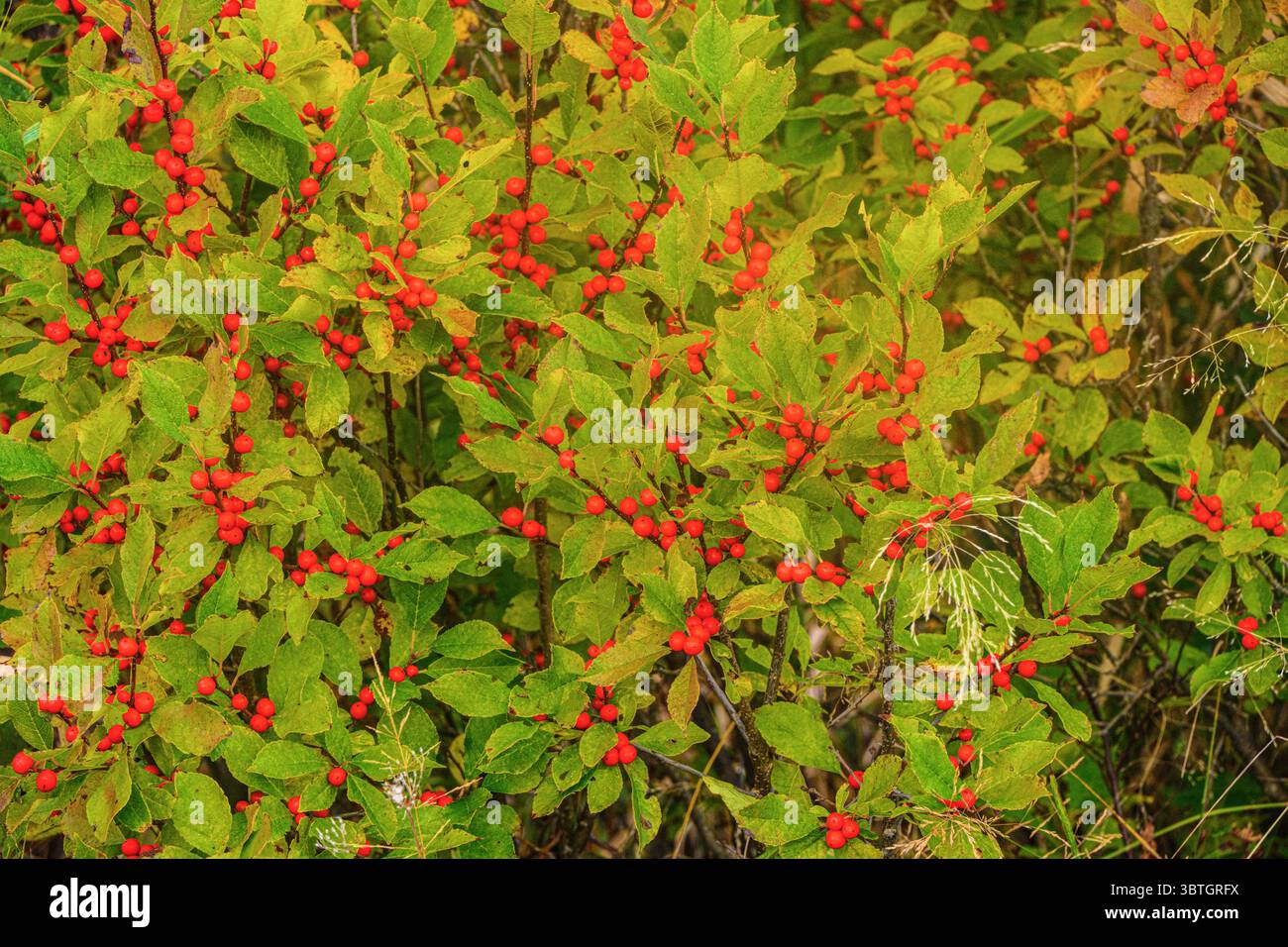Winterberry (Ilex verticillata), Ontario, Canada Stock Photo