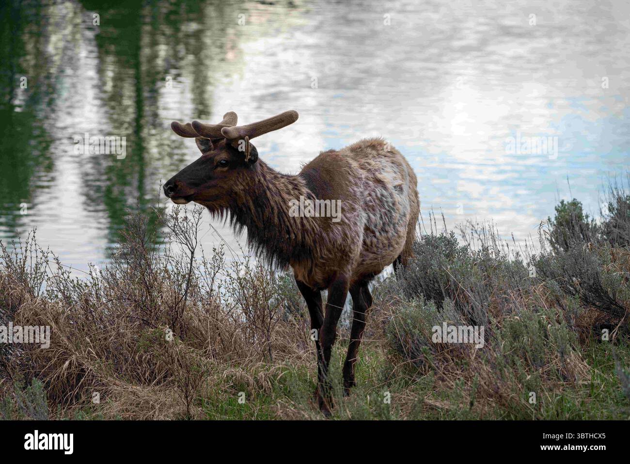 May 18, 2019, Moose, WY, United States of America: A young bull Elk in spring at Grand Teton National Park in Moose, Wyoming. The Elk are part of the Jackson elk herd, the largest herd in North America. (Credit Image: © C.J. Adams via ZUMA Wire) Stock Photo