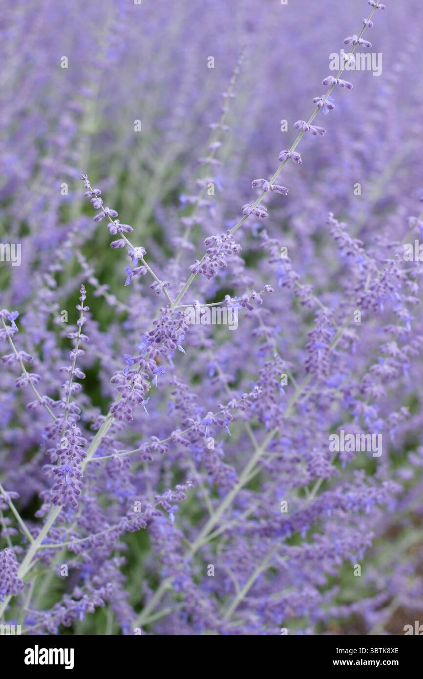 Perovskia Blue Spire, Russian sage, salvia blue upright flowers in July. UK Stock Photo