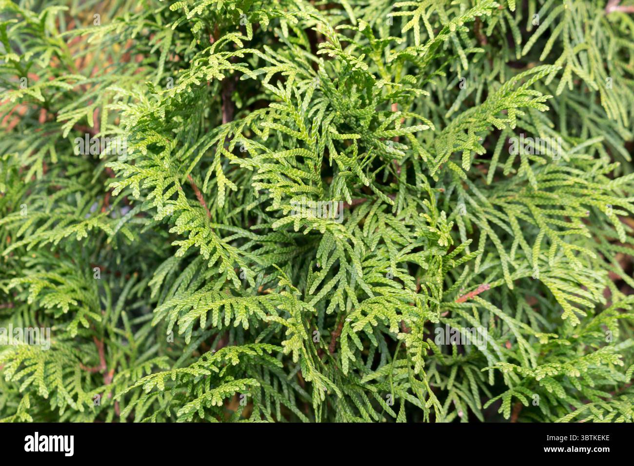 Thuja western Smaragd closeup, full frame, background. Stock Photo