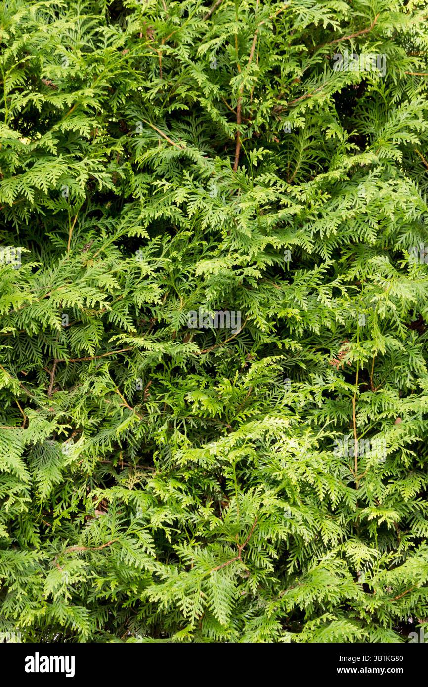 Thuja western Smaragd closeup, full frame, background. Stock Photo