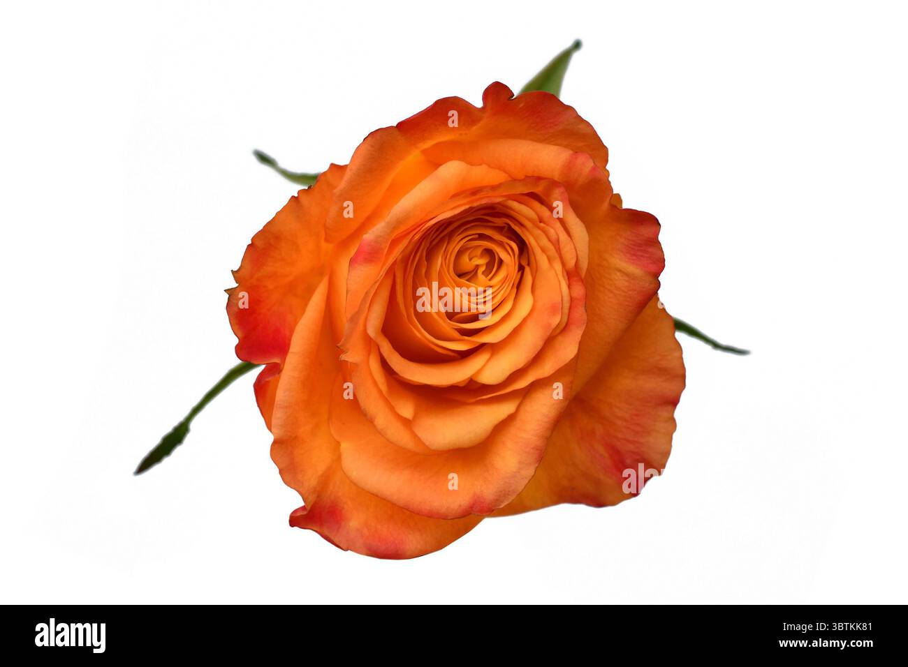 Single orange blossom Cut Out Stock Images Pictures Alamy