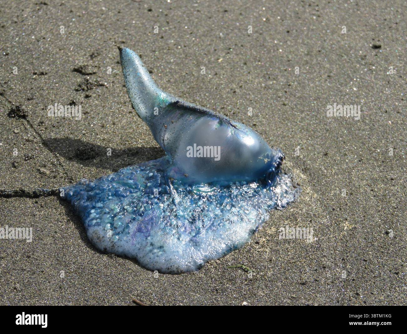 Portuguese man o' war stranded on dark volcanic sand, showing vibrant blue and purple colors under bright sunlight, South Pacific coast, New Zealand Stock Photo