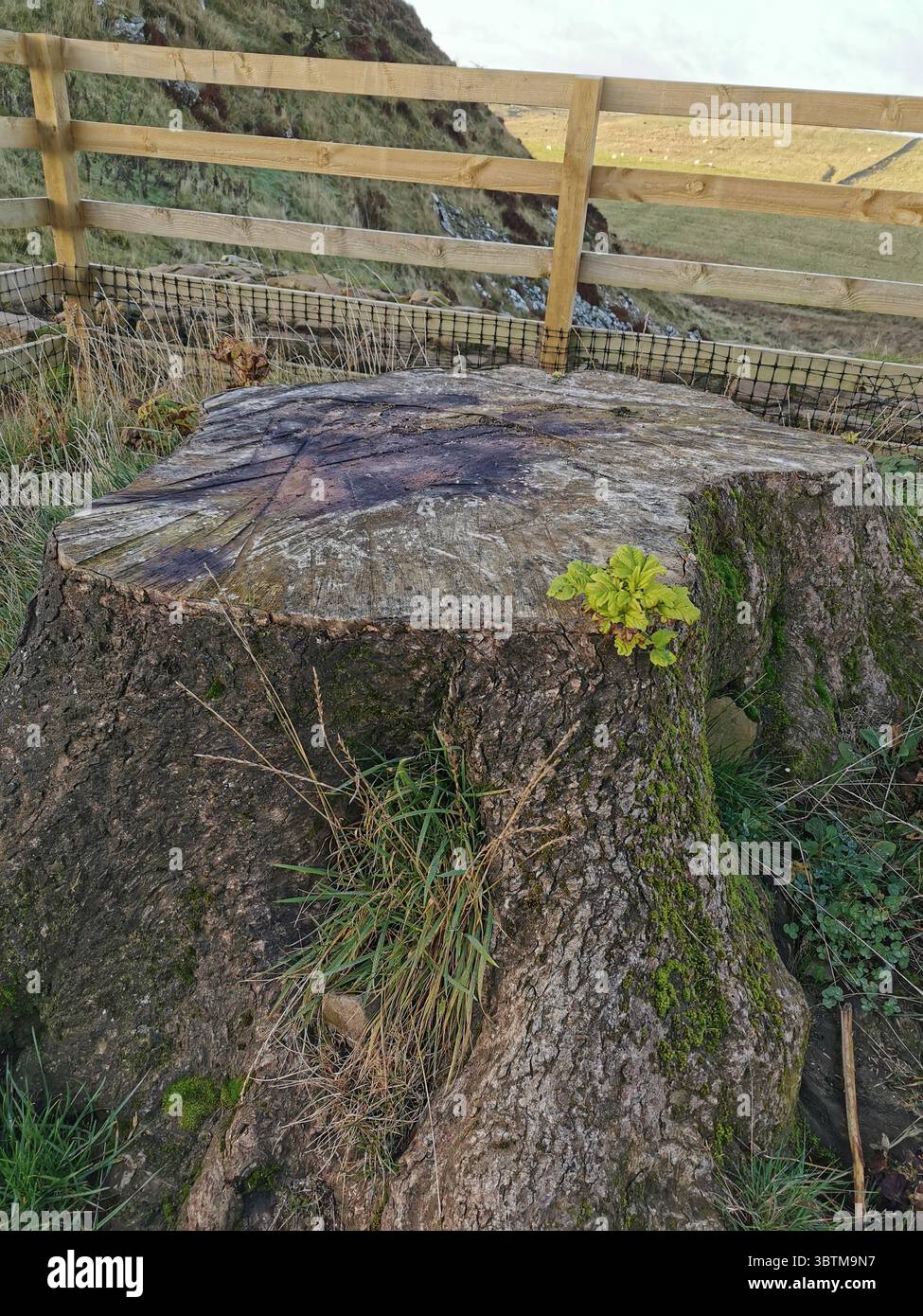 Sycamore Gap famous sycamore tree stump is starting to grow again. The iconic tree on Hadrian's Wall was felled in Sept 2023. - Smartphone Captured Stock Image
