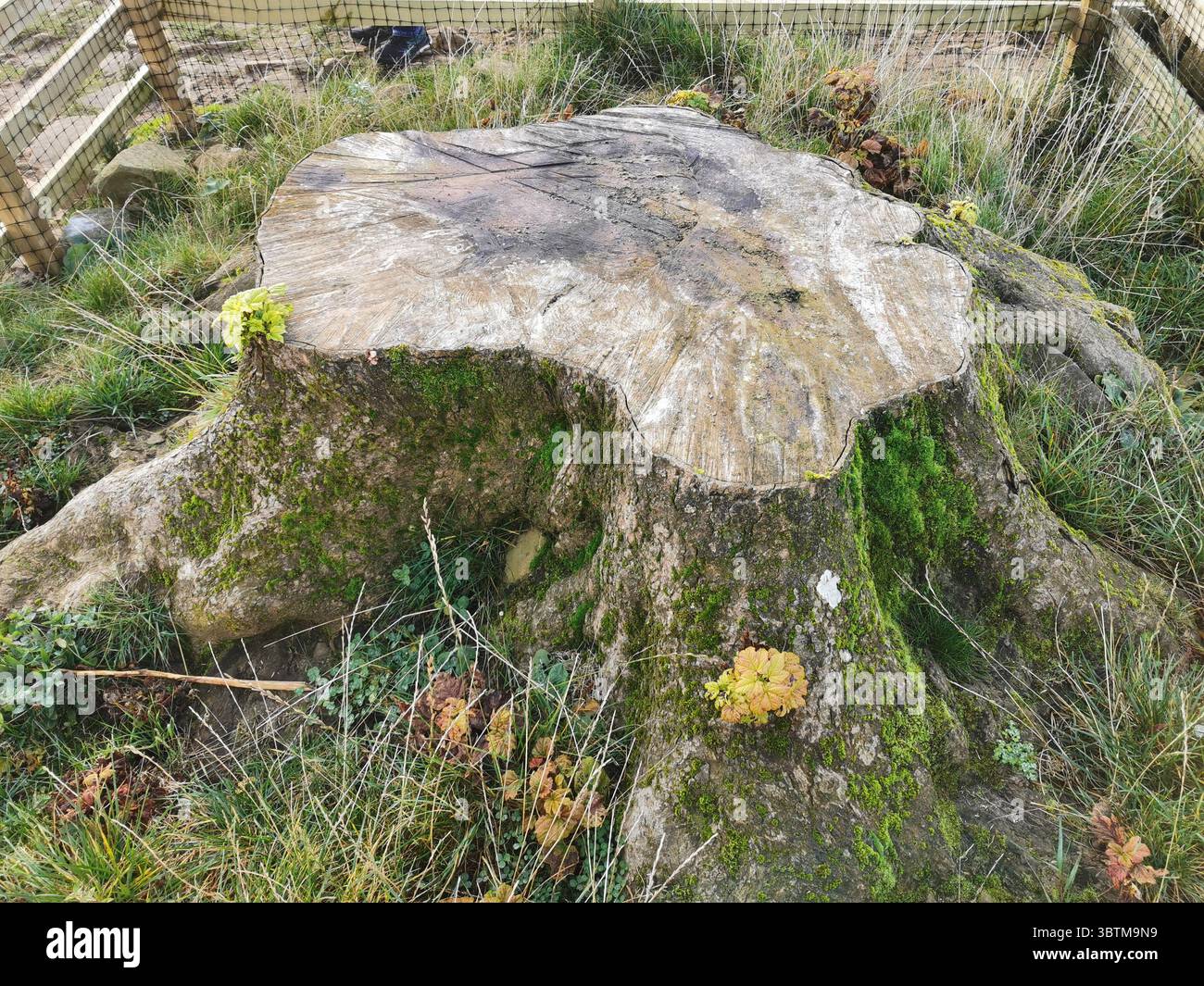 Sycamore Gap famous sycamore tree stump is starting to grow again. The iconic tree on Hadrian's Wall was felled in Sept 2023. - Smartphone Captured Stock Image