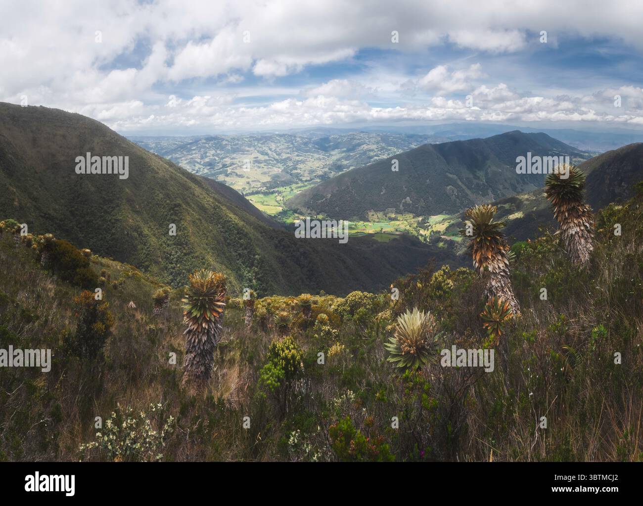 High mountain landscape (paramo) with frailejones in foreground Stock Photo