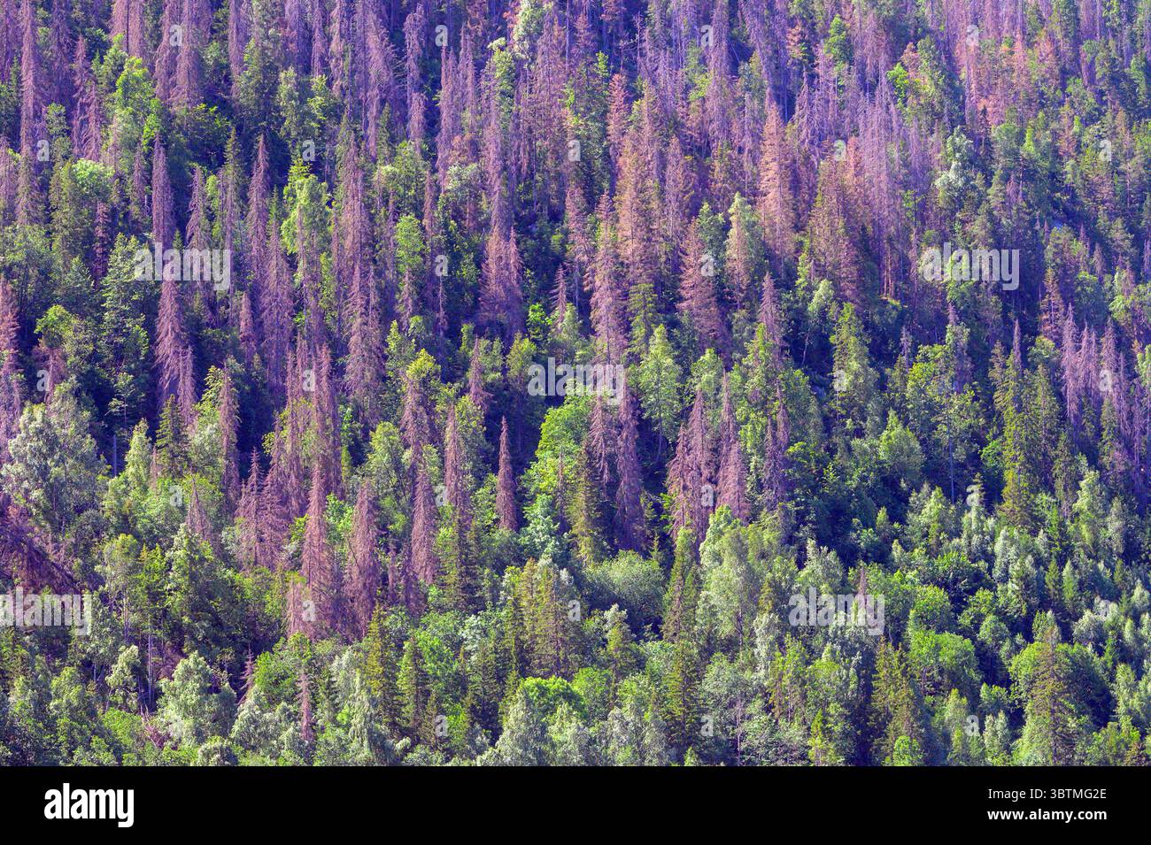 Spruce bark beetle hi-res stock photography and images - Alamy