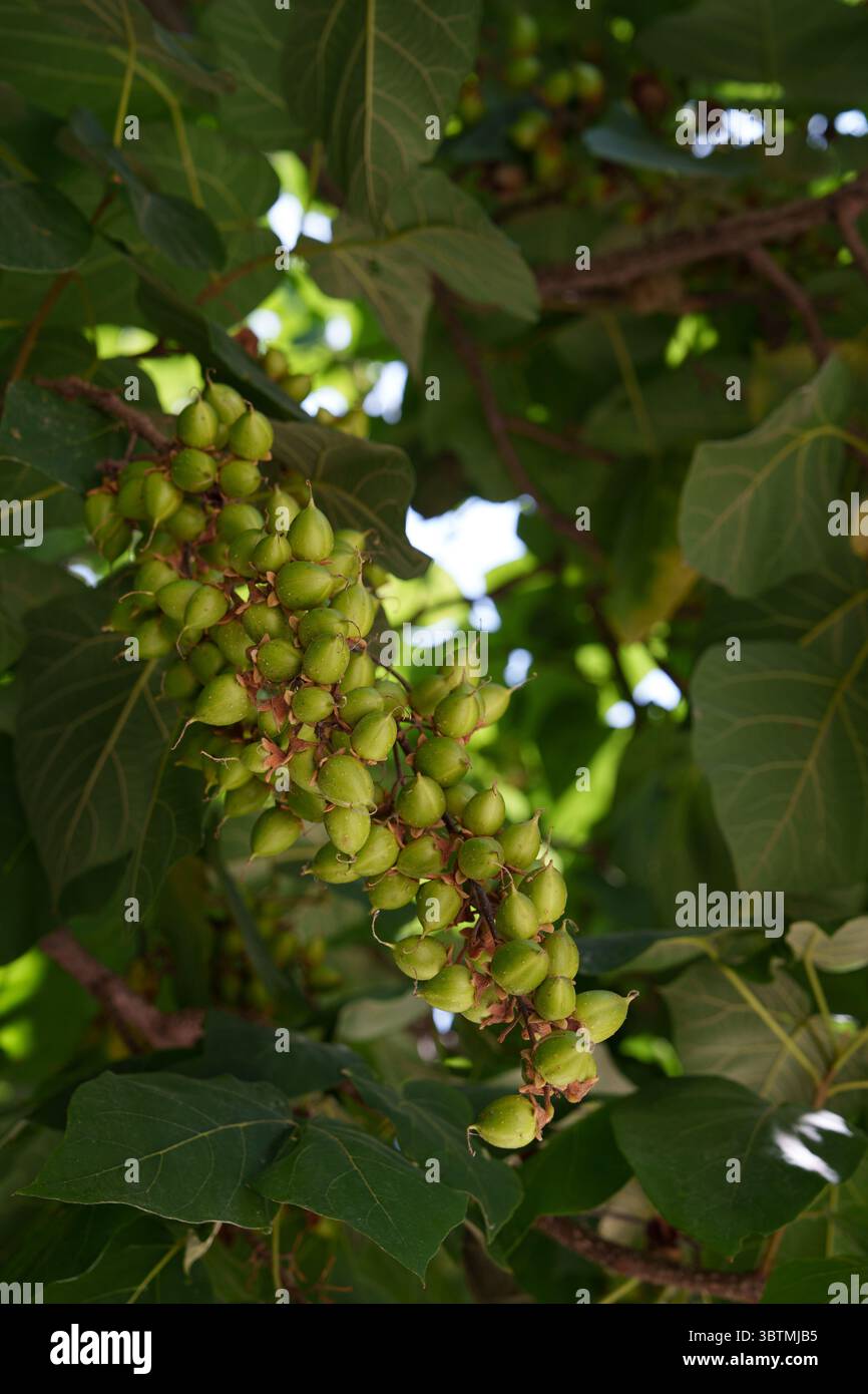 leaves-and-fruits-of-paulownia-tomentosa-it-is-often-used-as-an