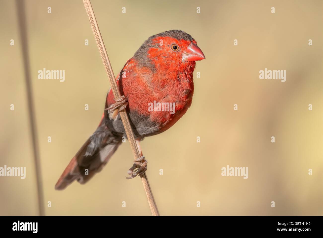 Wild crimson finch (Neochmia phaeton) clinging to a thin blade of grass with grass seeds on its beak, Australia Stock Photo