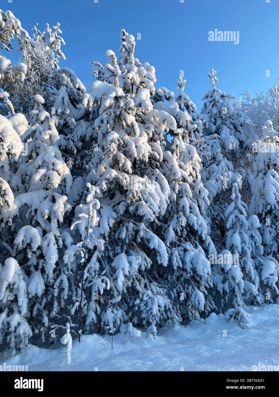 Snow-laden evergreen trees in a winter forest under a bright blue sky, captured on a sunny day. - Smartphone Captured Stock Image