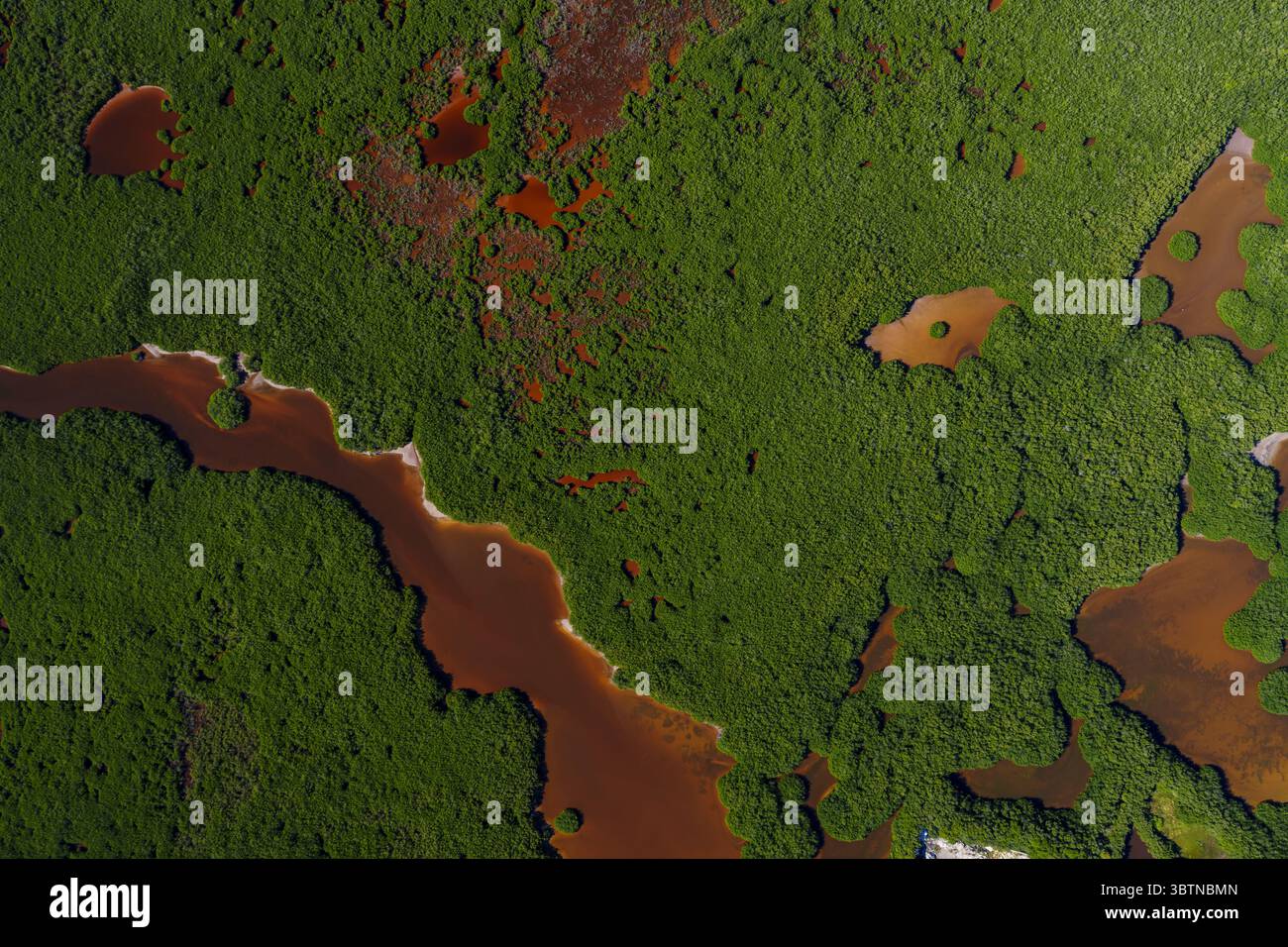 Aerial view of winding rust-colored waterways cutting through a dense ...