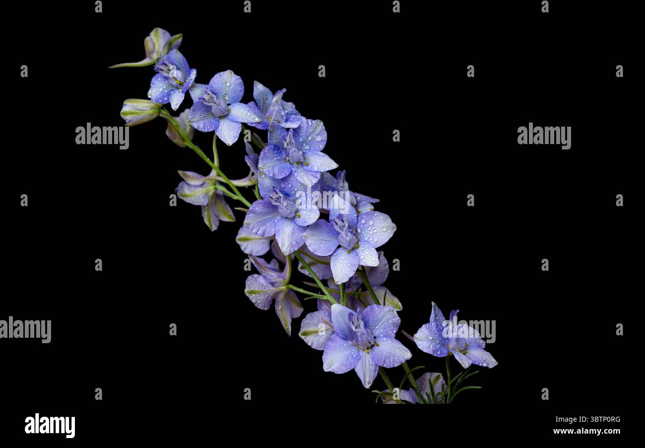 blue delphinium on black background Stock Photo