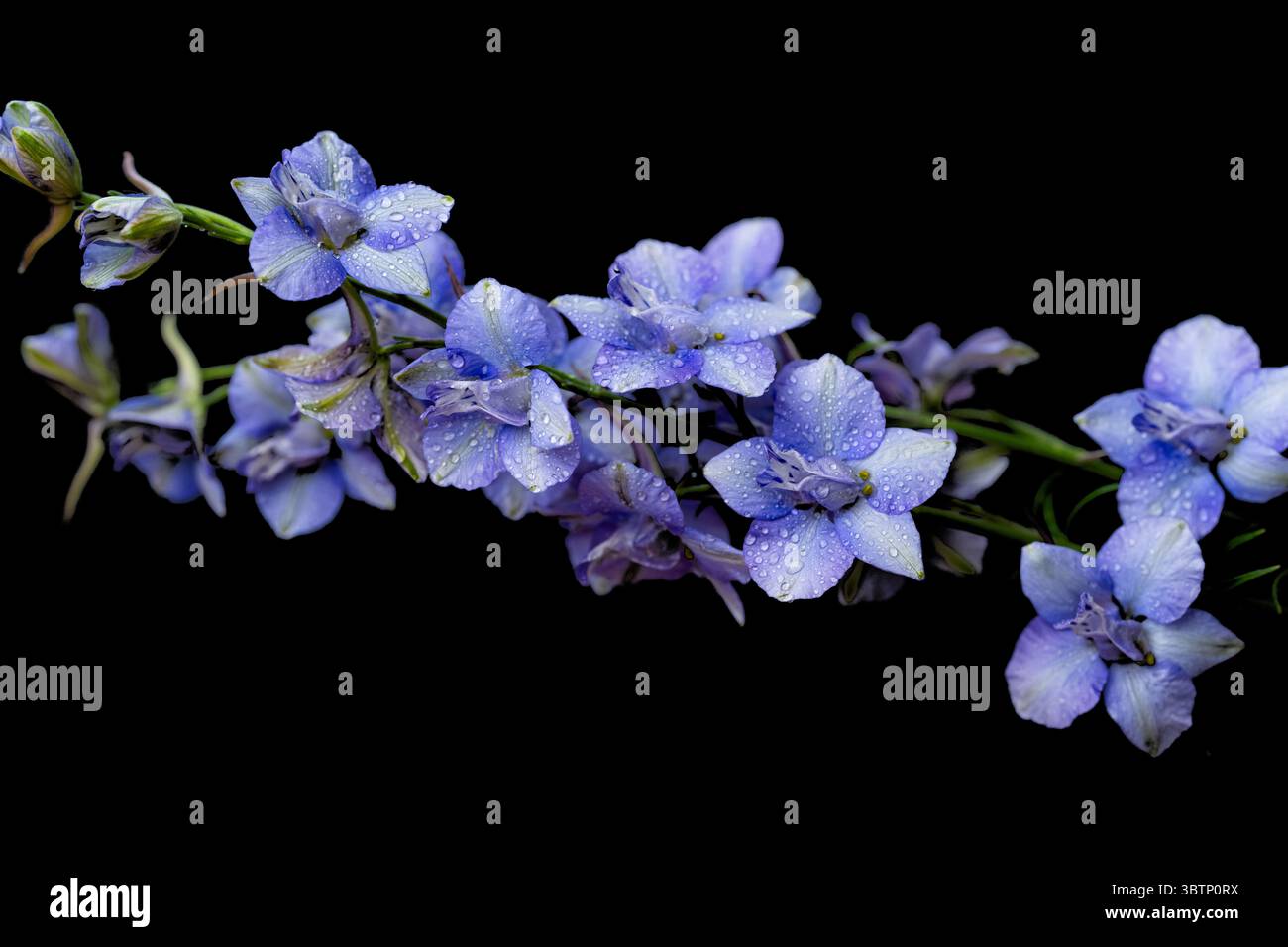 blue delphinium on black background Stock Photo