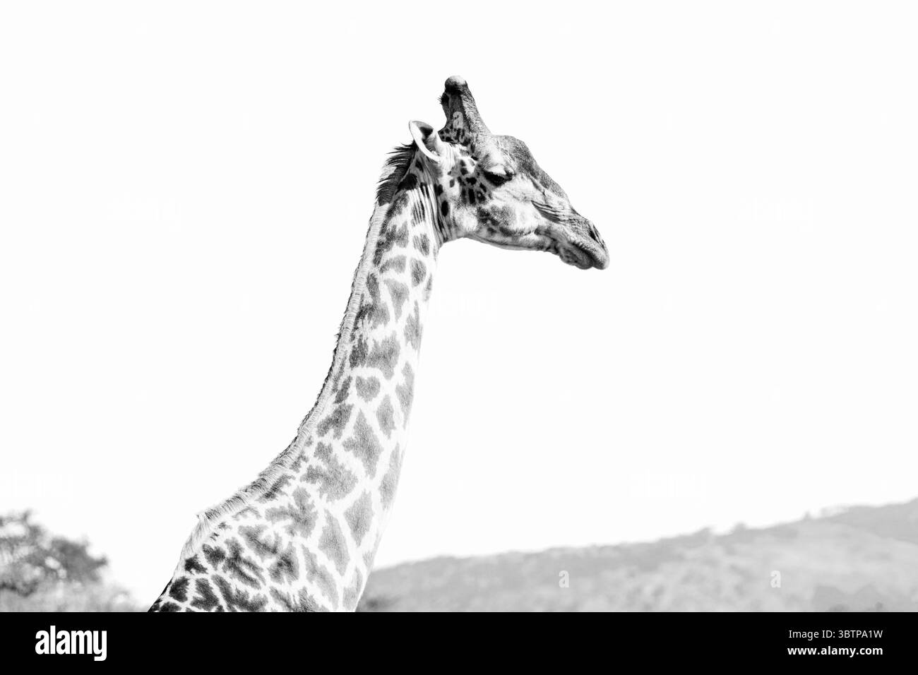 Giraffe migration Black and White Stock Photos & Images Alamy